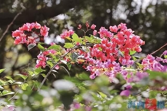 武汉市树市花图片