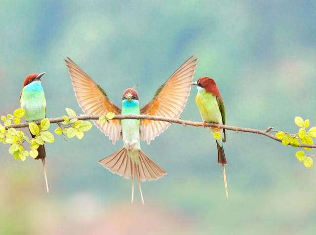 衡东高湖镇成为"中国最美的小鸟"蓝喉蜂虎"迁徙乐园"