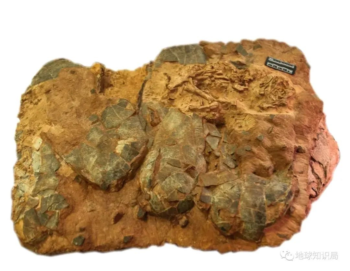 贝贝龙|汝阳|自然博物馆_新浪新闻