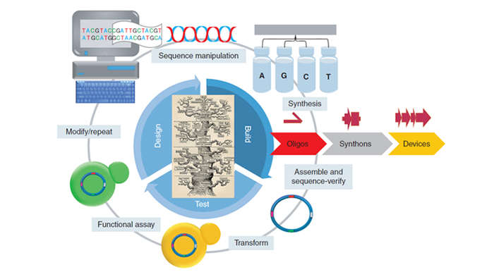 图1 合成生物学测试周期