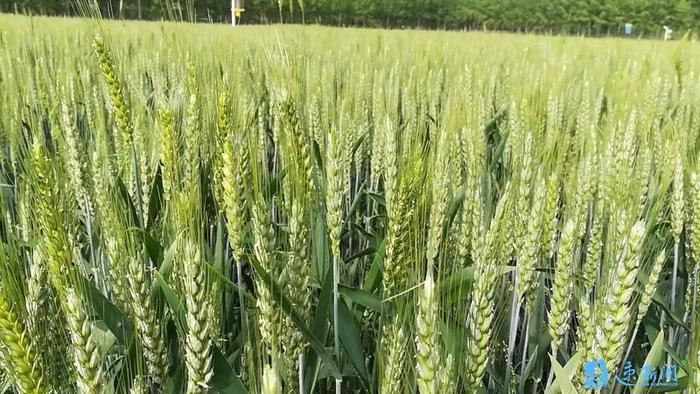 淮麦55小麦品种简介图片