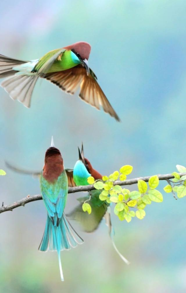 衡东高湖镇成为"中国最美的小鸟"蓝喉蜂虎"迁徙乐园"