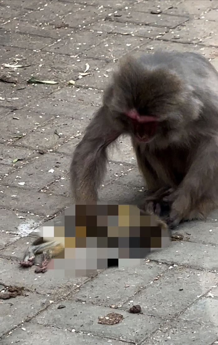 母猴不愿意放弃小猴的尸体。市民郭先生供图