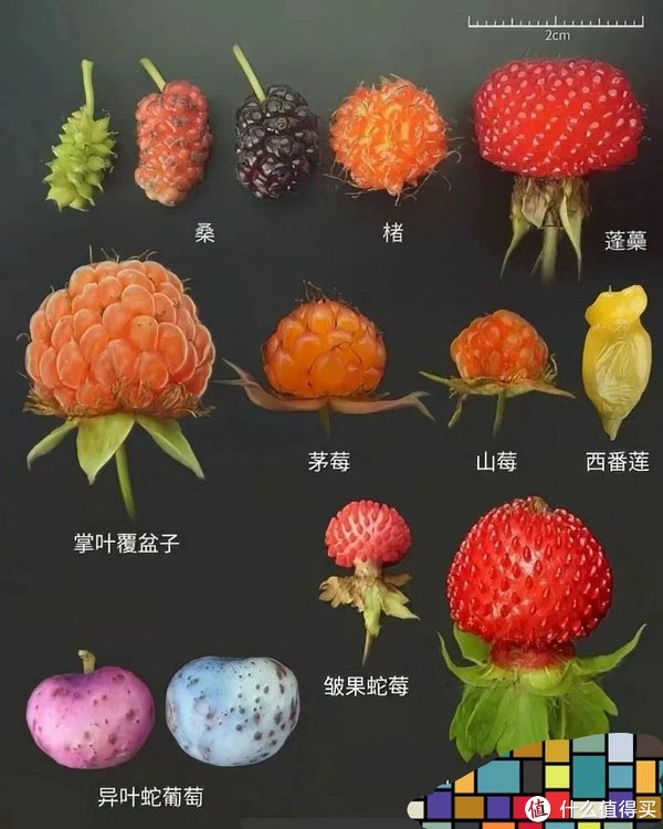 茅莓篇|树莓_新浪新闻