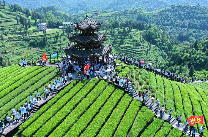 聚焦高质量发展丨楚茶越千年,产业奔千亿|恩施土家族苗族自治州|湖北