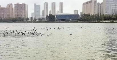 去年底开始，怡心湖湖面出现了许多水鸟。