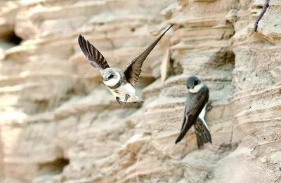 瞧,大桥为燕子"让路"