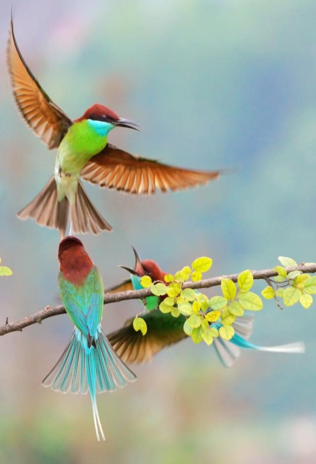 衡东高湖镇成为"中国最美的小鸟"蓝喉蜂虎"迁徙乐园"