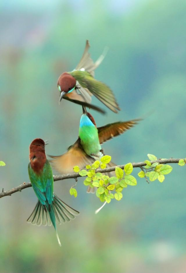 衡东高湖镇成为"中国最美的小鸟"蓝喉蜂虎"迁徙乐园"