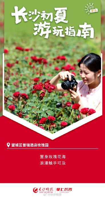望城普瑞酒店玫瑰园的百亩玫瑰园