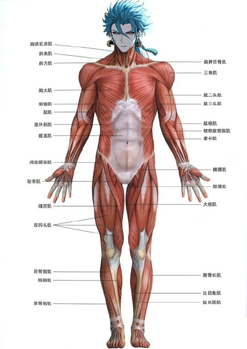 看到@今天游离翻车了吗 的鸣潮美术课…|肱二头肌|肩关节_新浪新闻