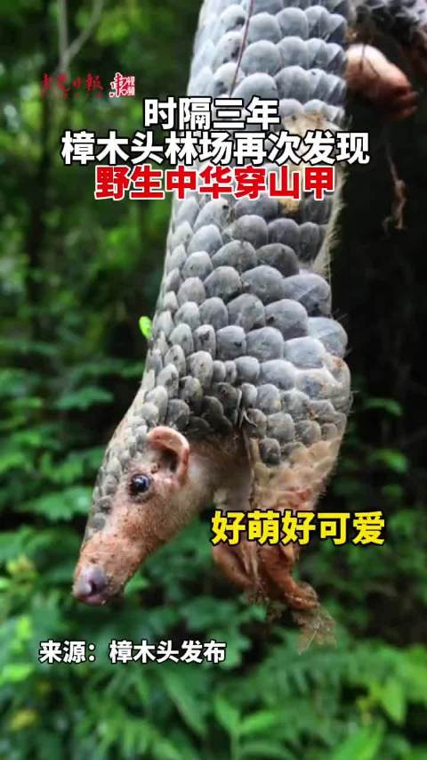 广东东莞再现野生中华穿山甲