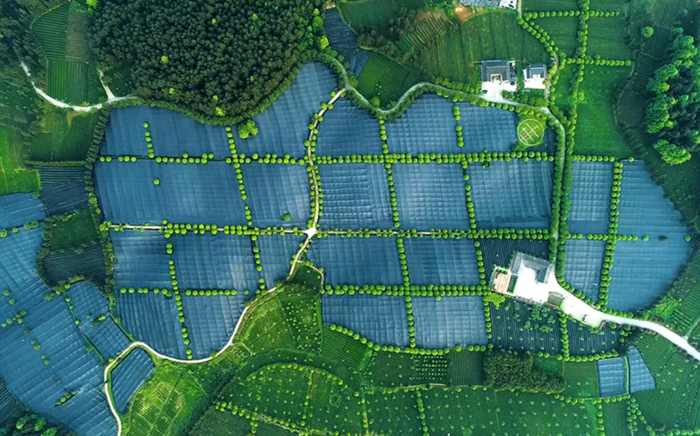 贵州“欧标抹茶”茶园。图片来源：贵茶