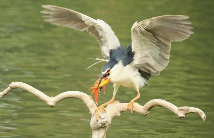 鸟儿的天堂!北京已经接待500多种鸟类观光游览