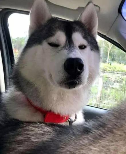 网友开车带二哈出门,可没想到竟然回不来了,画面惨不忍睹!