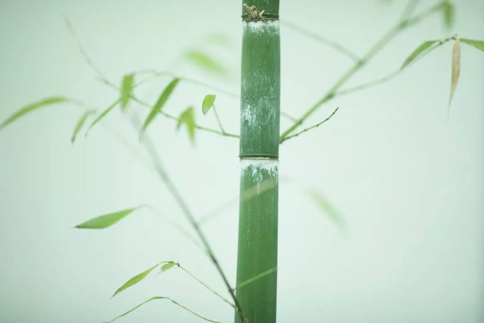 生活的导师应当是我们自己,别让物质得逞,成为控制我们生活,影响我们