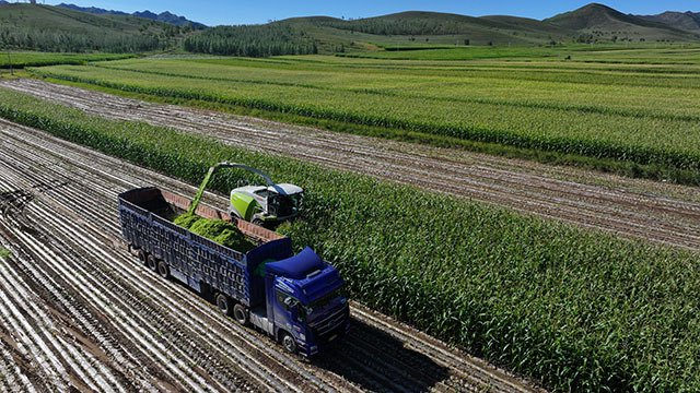 中,与往年不同的是,地里全是合作社的大型机械在来回穿梭,玉米播种