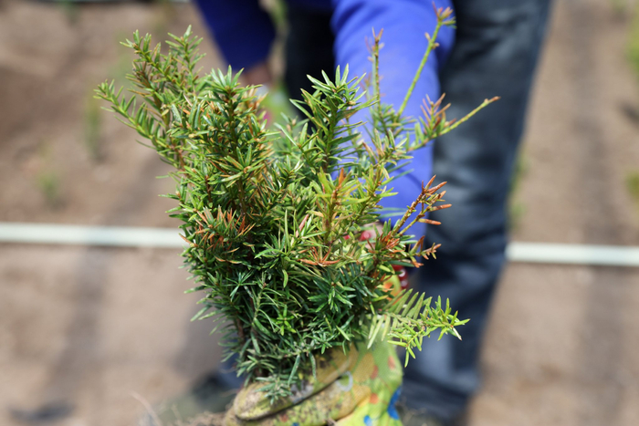 这是5月9日在长白山科学研究院育苗基地拍摄的东北红豆杉幼苗.