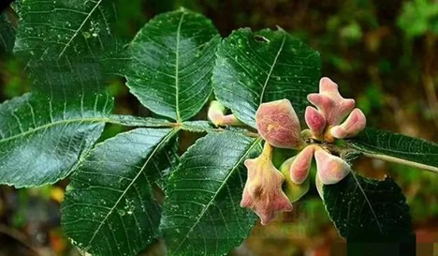 五倍子可染黑发,可止汗,止咳,止血,止痢,止脱