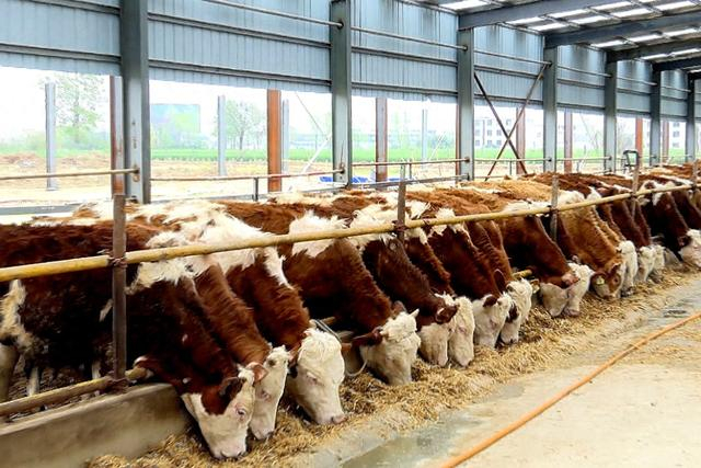 肉牛养殖产业为乡村振兴再添"犇"力