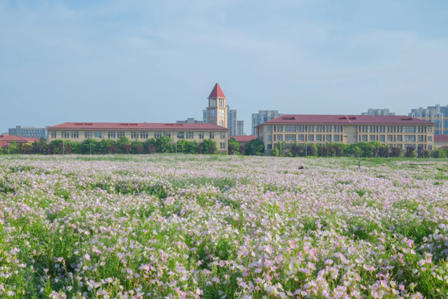 梦幻世界03金鸡菊花海环太湖公路盛放于初夏的金鸡菊犹如夏季的骄阳在
