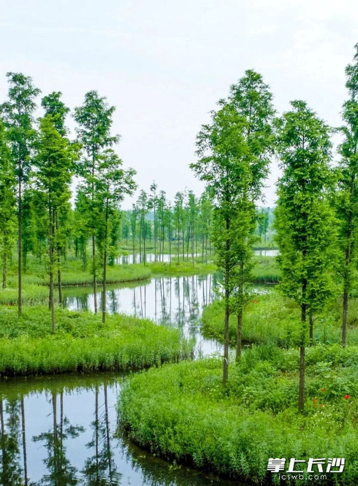 组图|望城大泽湖湿地公园:圆形树岛美绝了|长沙市|湿地_新浪新闻