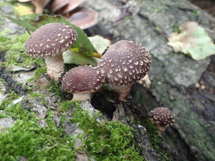 倒木上生长的香菇 | 作者拍摄