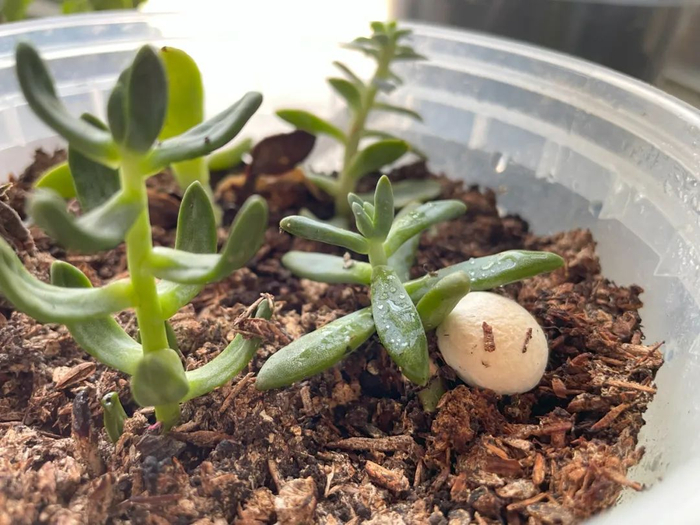 自己种的双孢蘑菇 | 作者拍摄