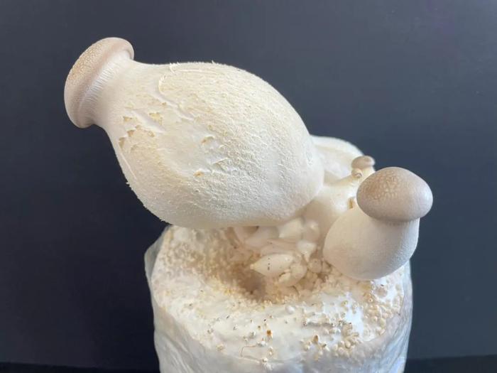 种植出的大肚子杏鲍菇 | 作者拍摄