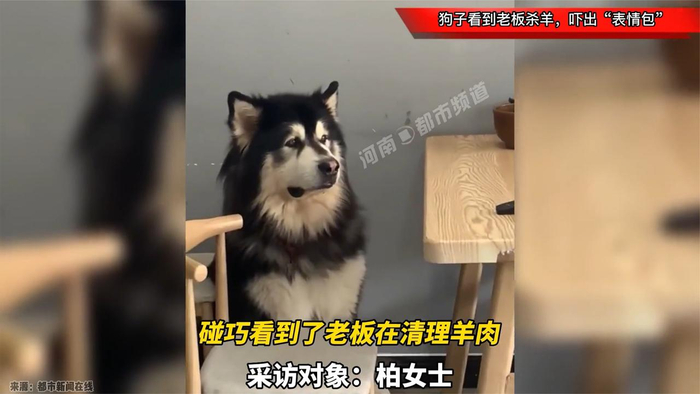 狗子看到老板杀羊,吓出"表情包",用眼神暗示主人"求救"