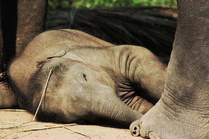 大象站着睡觉的图片图片