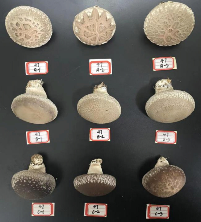 上：花菇，中：白面香菇，下：黑面香菇 | 参考文献10