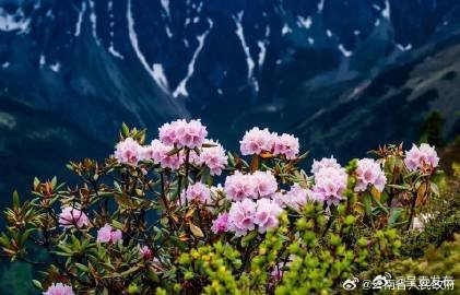 轿子山万亩杜鹃花进入盛花期