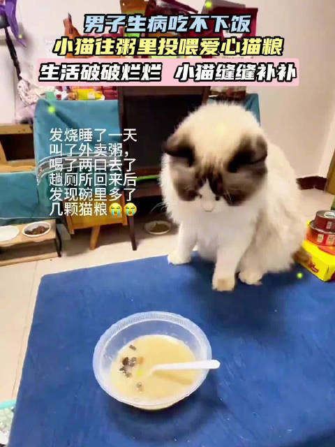 主人生病猫咪叼来猫粮放进粥里