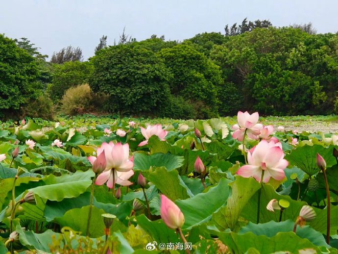 昌江海尾国家湿地公园的荷花,粉白相间,竞相绽放,吸引许多市民游客前