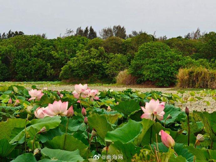 昌江海尾湿地公园图片