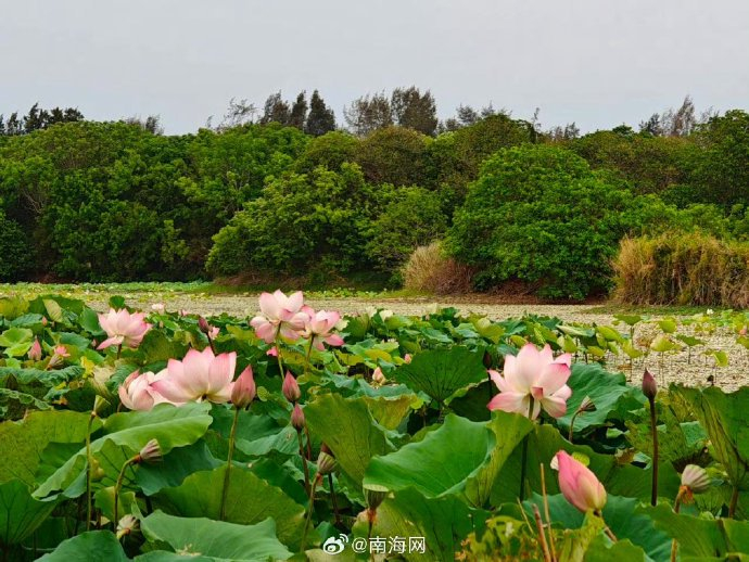 昌江海尾国家湿地公园的荷花,粉白相间,竞相绽放,吸引许多市民游客前
