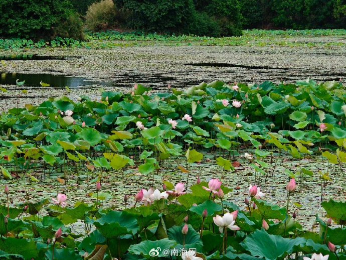昌江海尾国家湿地公园的荷花,粉白相间,竞相绽放,吸引许多市民游客前