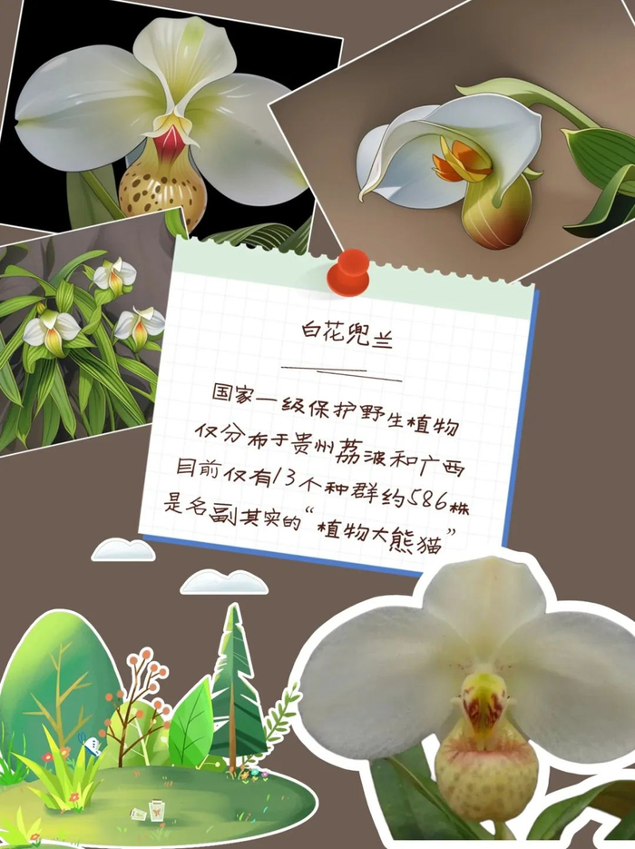 红豆杉桫椤改善生态环境是保护珍稀动植物的关键措施之一今年国际