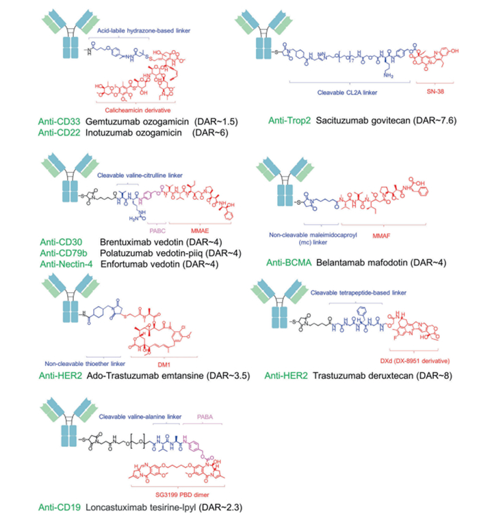 抗体药物的全面综述!