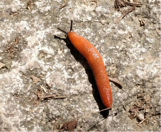 石磺,蜗牛,蛞蝓同属于肺螺亚纲的缩眼目,蜗牛和蛞蝓类基本使用肺进行