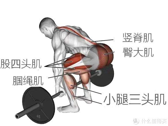 培养肌肉发力技巧的负重动作,分为传统硬拉和相扑硬拉