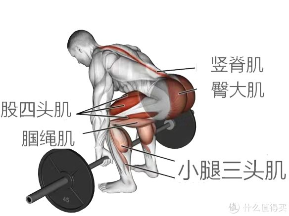 硬拉是一项锻炼全身多个肌群,培养肌肉发力技巧的负重动作,分为传统