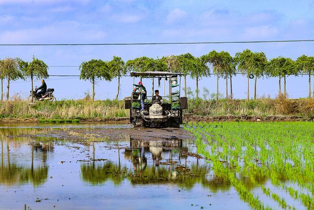 梅河口：机械化作业助力水稻插秧