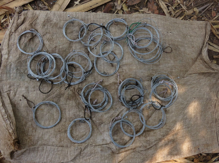 柬埔寨的野生动物保护区内发现了大量诱捕工具(猎套),老虎,熊,野猪等