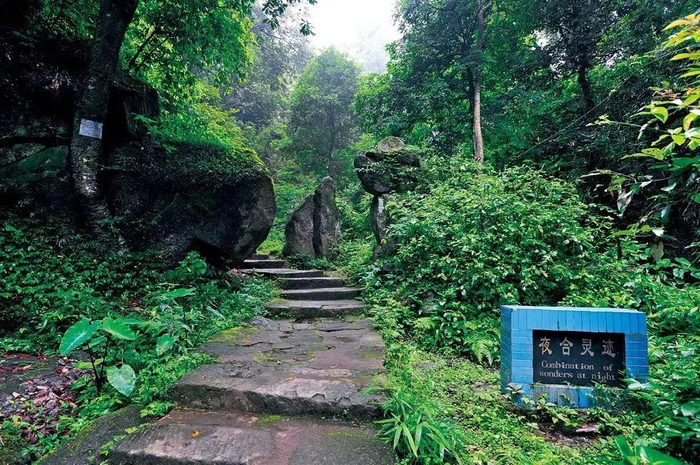 宜丰洞山这里以山岳森林,动植物为特色,体验原生态,感受大自然的神秘