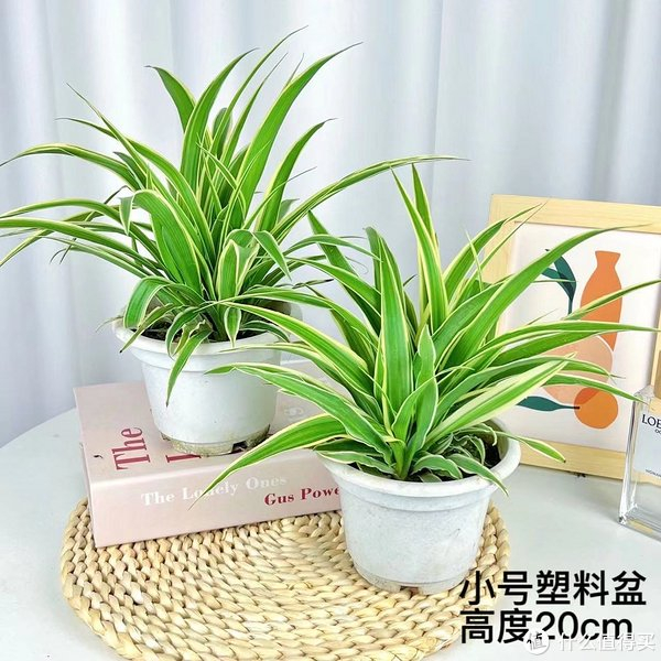 3种能够有效吸甲醛,净化空气的植物,你家养的哪一种?