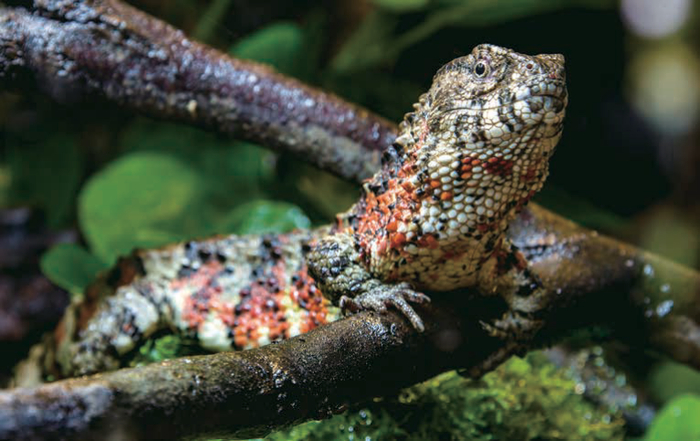 国际生物多样性日| 亚洲野生动物面临的生存危机