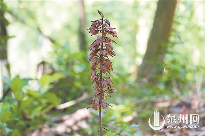 惊艳!无叶美冠兰现洛江罗溪 系国家二级保护野生植物