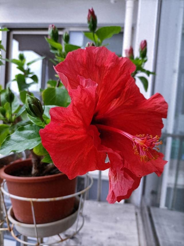 阳台养一盆大红花,天天开花,花红色艳漂亮洋气,有点阳光就开花